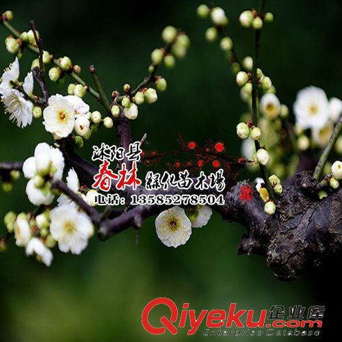 夾竹桃 夾竹桃樹苗 苗木花卉 小樹苗批發(fā) 花木批發(fā) 規(guī)格齊全