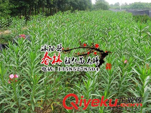 夾竹桃 夾竹桃樹苗 苗木花卉 小樹苗批發(fā) 花木批發(fā) 規(guī)格齊全原始圖片2