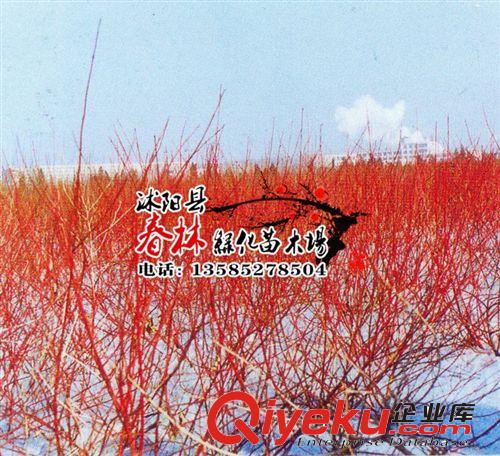 批發 紅瑞木 紅瑞木小苗 別名涼子木 紅瑞山茱萸 紅瑞木基地 苗木原始圖片2