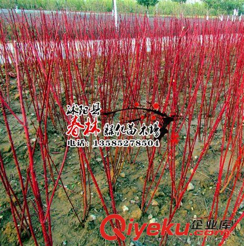 批發 紅瑞木 紅瑞木小苗 別名涼子木 紅瑞山茱萸 紅瑞木基地 苗木原始圖片3