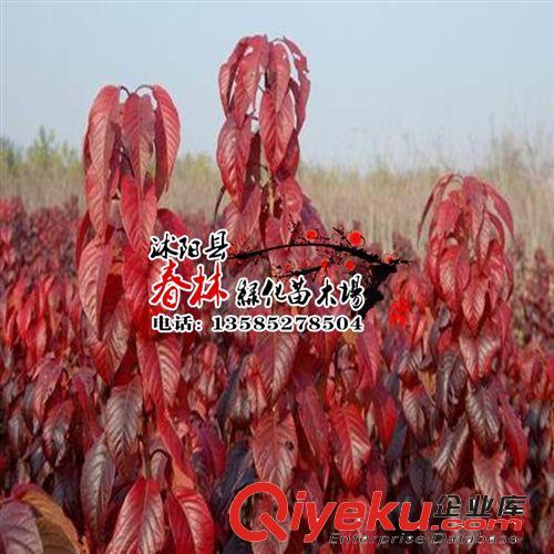 供應紅葉櫻花小苗 紅葉櫻花價格 紅葉櫻花產地