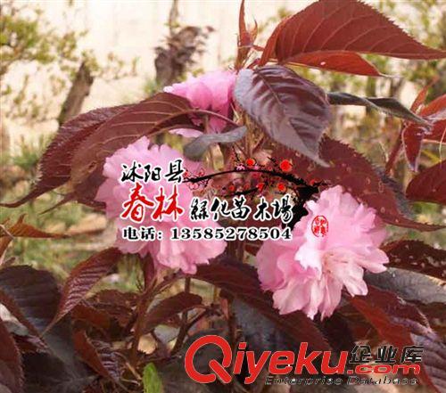 供應紅葉櫻花小苗 紅葉櫻花價格 紅葉櫻花產地原始圖片2