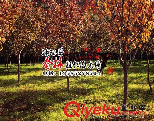 供應紅葉櫻花小苗 紅葉櫻花價格 紅葉櫻花產地原始圖片3