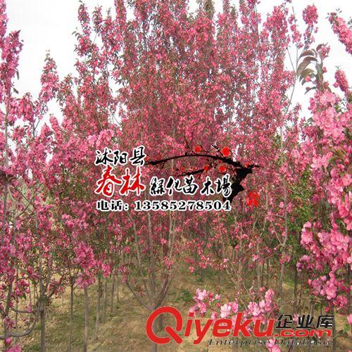 供應紅葉櫻花小苗 紅葉櫻花價格 紅葉櫻花產地