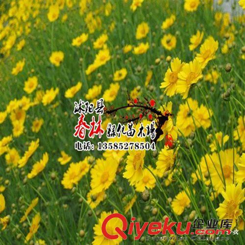 供應盆栽大花金雞菊 大花金雞菊苗 別名劍葉波斯菊 金雞菊