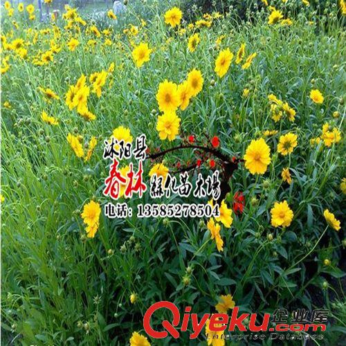 供應盆栽大花金雞菊 大花金雞菊苗 別名劍葉波斯菊 金雞菊原始圖片3