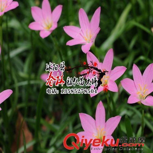 供 地被植物 大花韭蘭 小韭蘭 大花韭蘭苗 沭陽大花韭蘭基地 價格原始圖片2