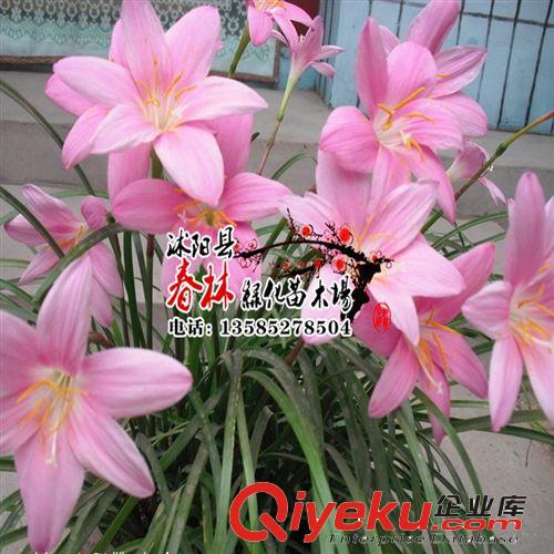 供 地被植物 大花韭蘭 小韭蘭 大花韭蘭苗 沭陽大花韭蘭基地 價格原始圖片3