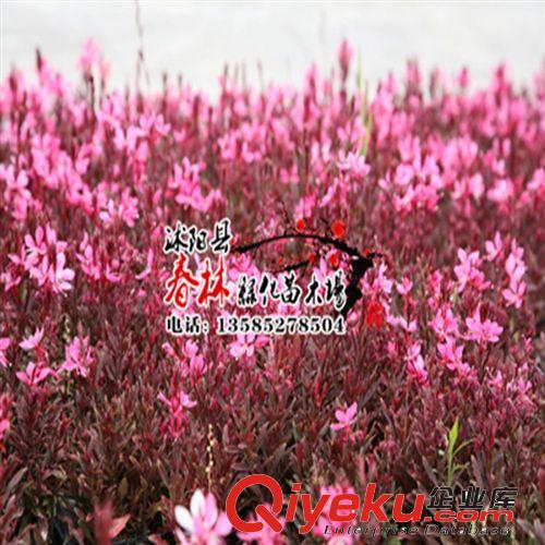 供 地被植物 大花韭蘭 小韭蘭 大花韭蘭苗 沭陽大花韭蘭基地 價格