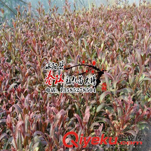 供應地被植物  紫葉千鳥花 又名紫葉山桃草 沭陽紫葉千鳥花基地原始圖片2
