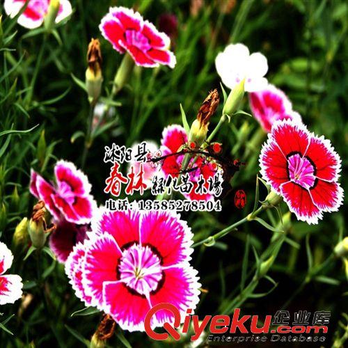 供地被植物 地被石竹 常夏石竹 石竹 石竹苗 五彩石竹苗 石竹基地原始圖片2