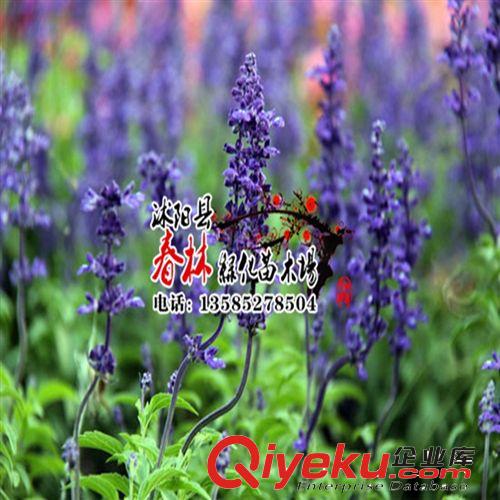 供地被植物 地被石竹 常夏石竹 石竹 石竹苗 五彩石竹苗 石竹基地