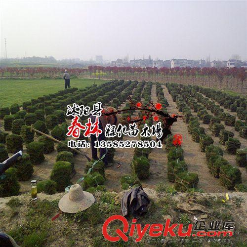 專業(yè)全國(guó)銷售各種草皮 批發(fā)山東草皮 供應(yīng)北京草皮 各種草坪原始圖片3