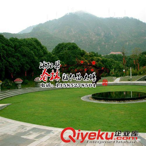 批發(fā)直銷  河南 陜西 山西 遼寧 黑龍江 河北  新疆 草坪 草皮原始圖片2