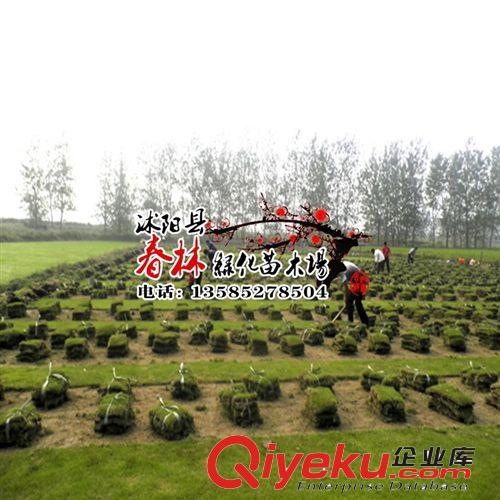 批發(fā)直銷  河南 陜西 山西 遼寧 黑龍江 河北  新疆 草坪 草皮