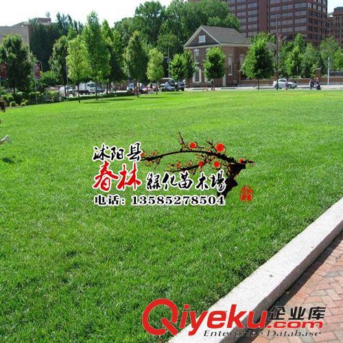 出售各草坪種子 狗牙根 gd天富道草坪 天鵝絨草坪 抗旱性強原始圖片2