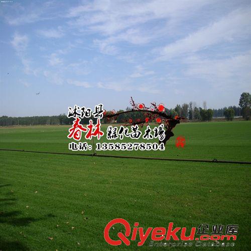 四季青草坪價格 百慕大草坪價格 馬尼拉草坪價格 狗牙根草坪 草皮原始圖片3