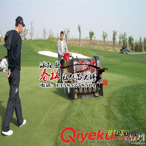 四季青草坪價格 百慕大草坪價格 馬尼拉草坪價格 狗牙根草坪 草皮