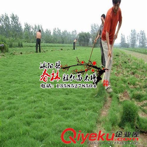 專業(yè)tr草坪種植場 四季常青草坪 {jp}天富道/果嶺草/地毯草