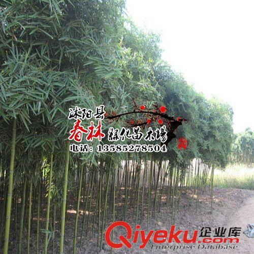 專業批發綠化竹子 北方耐寒竹子 耐旱竹子 青竹 竹苗基地