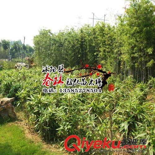 批發(fā)黃金竹 黃金竹苗  黃金竹基地地 竹苗基地 規(guī)格齊全