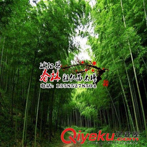 批發 斑竹 青皮竹 慈孝竹 苦竹 佛肚竹 菲白竹 鳳尾竹 竹苗基地