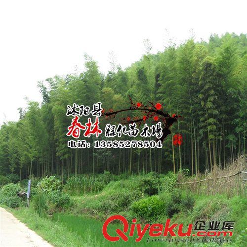 批發 斑竹 青皮竹 慈孝竹 苦竹 佛肚竹 菲白竹 鳳尾竹 竹苗基地原始圖片2