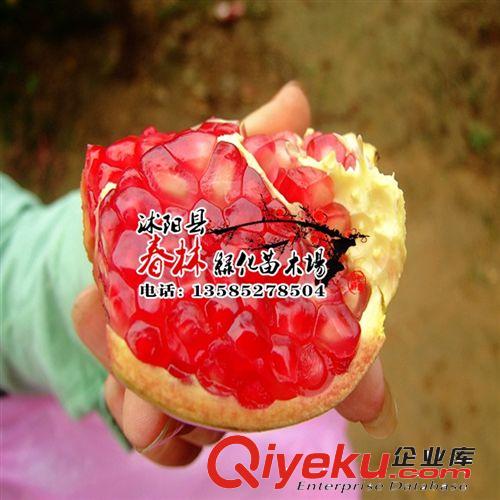 嫁接蘋果苗 南方北方均可種植 巨森 紅富士 蘋果樹苗 當(dāng)年結(jié)果