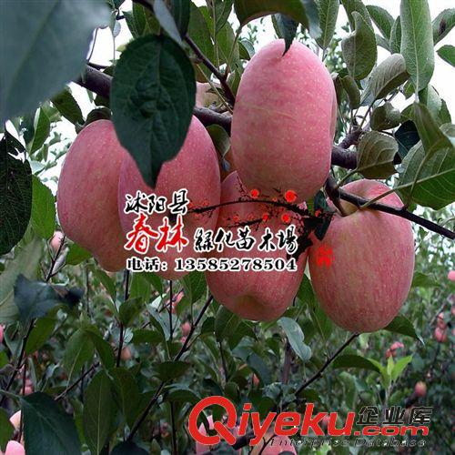 嫁接蘋果苗 南方北方均可種植 巨森 紅富士 蘋果樹苗 當(dāng)年結(jié)果原始圖片2