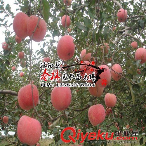 嫁接蘋果苗 南方北方均可種植 巨森 紅富士 蘋果樹苗 當(dāng)年結(jié)果原始圖片3