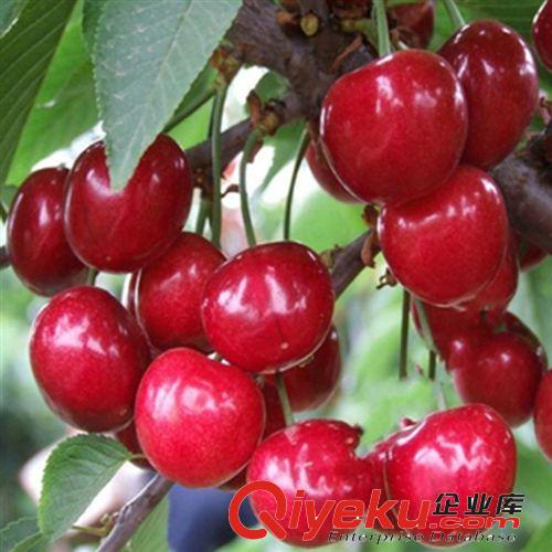 盆栽 櫻桃樹(shù)苗 南方北方 車(chē)?yán)遄訕?shù)苗 櫻桃苗 當(dāng)年結(jié)果盆栽果樹(shù)苗原始圖片2