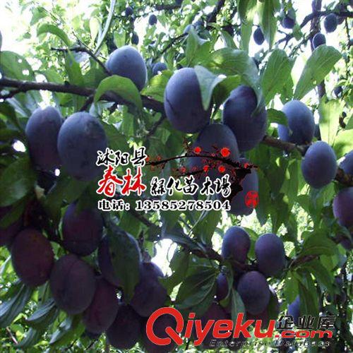 藍(lán)莓苗批發(fā) 南北高叢藍(lán)莓 兔眼藍(lán)莓 藍(lán)莓基地 藍(lán)莓樹(shù)苗 包活 越桔