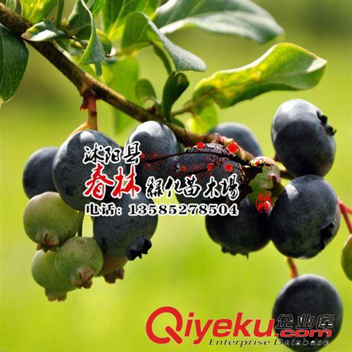 批發(fā) 當(dāng)年采摘 一級(jí)種子 水果種子 梨樹(shù)種子 雪梨鐵 梨樹(shù)種子