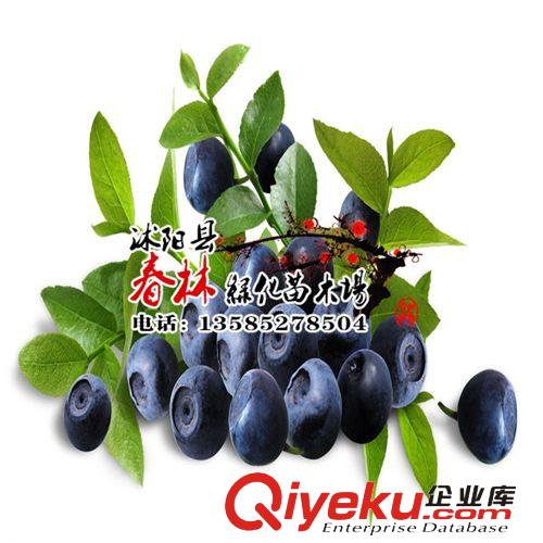 藍(lán)莓苗批發(fā) 南北高叢藍(lán)莓 兔眼藍(lán)莓 藍(lán)莓基地 藍(lán)莓樹(shù)苗 包活 越桔原始圖片2