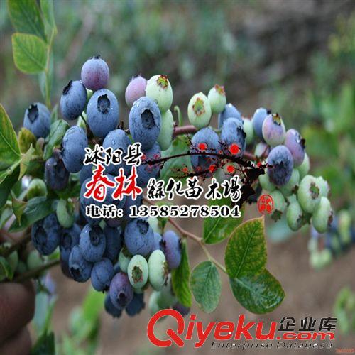藍(lán)莓苗批發(fā) 南北高叢藍(lán)莓 兔眼藍(lán)莓 藍(lán)莓基地 藍(lán)莓樹(shù)苗 包活 越桔原始圖片3
