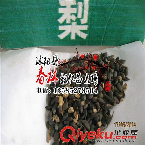 盆栽植物花卉枸杞苗木/枸杞樹苗 小苗食用枸杞果苗 0.20元一顆