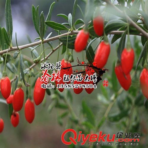 盆栽植物花卉枸杞苗木/枸杞樹苗 小苗食用枸杞果苗 0.20元一顆