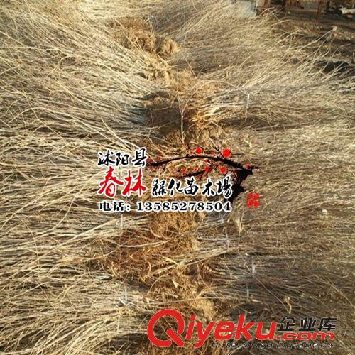 盆栽植物花卉枸杞苗木/枸杞樹苗 小苗食用枸杞果苗 0.20元一顆原始圖片3