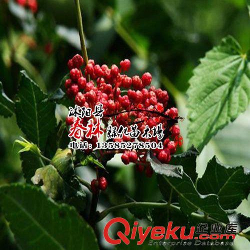 盆栽植物花卉枸杞苗木/枸杞樹苗 小苗食用枸杞果苗 0.20元一顆