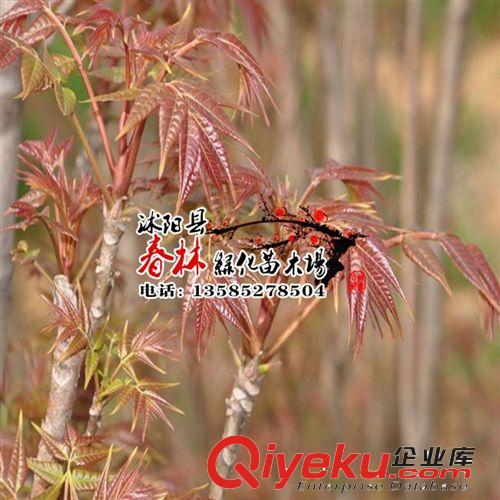 批發 花椒樹苗 花椒苗 大紅袍花椒苗 花椒樹苗 花椒大苗 當年結果