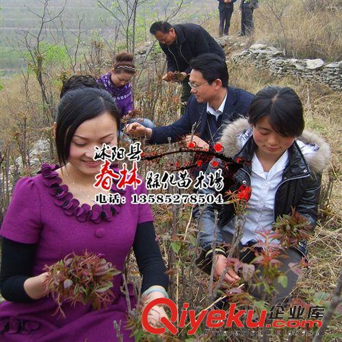 香椿苗 香椿樹苗 當(dāng)年可食用 紅芽香椿 紅油香椿樹苗可盆栽/地栽原始圖片2