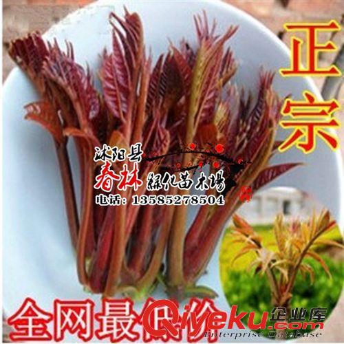 香椿苗 香椿樹苗 當(dāng)年可食用 紅芽香椿 紅油香椿樹苗可盆栽/地栽原始圖片3