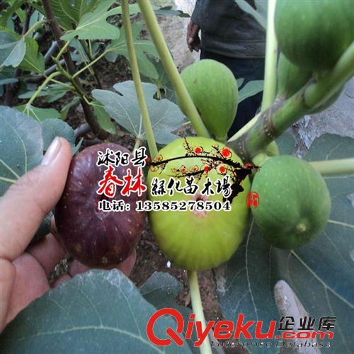 香椿苗 香椿樹苗 當(dāng)年可食用 紅芽香椿 紅油香椿樹苗可盆栽/地栽
