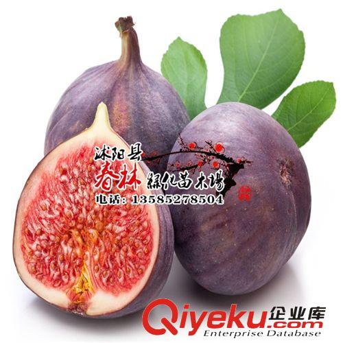 果樹(shù)苗木 盆栽地栽無(wú)花果苗 無(wú)花果樹(shù)苗 無(wú)花果苗 當(dāng)年結(jié)果原始圖片2