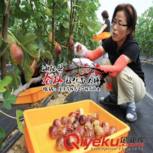 果樹(shù)苗木 盆栽地栽無(wú)花果苗 無(wú)花果樹(shù)苗 無(wú)花果苗 當(dāng)年結(jié)果原始圖片3