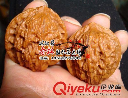 文玩核桃苗 獅子頭 麻核桃嫁接樹苗 當年結果 包郵 包成活 文玩原始圖片2
