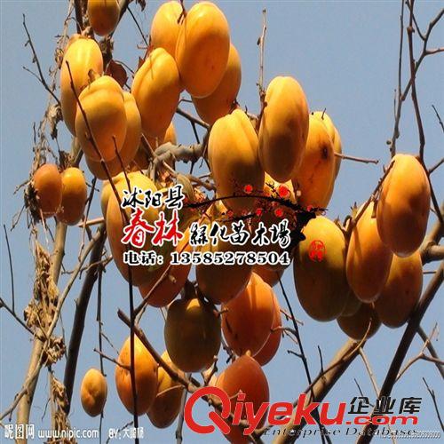 文玩核桃苗 獅子頭 麻核桃嫁接樹苗 當年結果 包郵 包成活 文玩