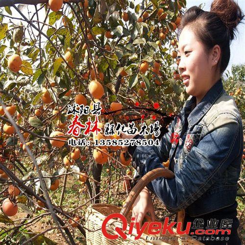 嫁接苗柿子樹苗 果樹苗 柿樹苗 南方果樹樹苗 當(dāng)年結(jié)果 山地樹苗原始圖片2