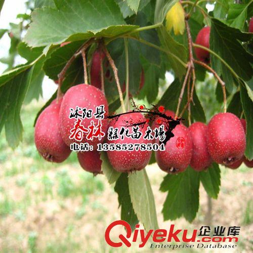 美國大山楂 山楂苗 山楂樹苗 樹苗批發(fā) 適合山地 種植 規(guī)格齊全原始圖片3