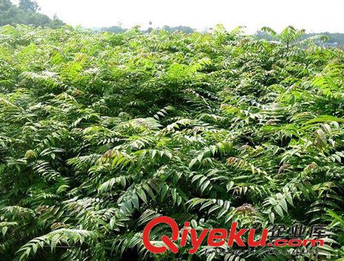 石家莊哪里有買香椿苗 【紅油香椿苗】 泰安紅油香椿苗原始圖片2